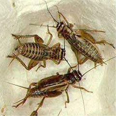 Live Crickets - 500 Count All Sizes $19.99 Bulk Insects - Reptile
