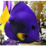 Purple Tangs - Amazing Amazon