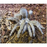 QLD Bird Eating Spiders (Large) - Amazing Amazon