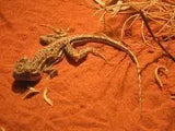 Red Desert Sand Reptile Substrate 20kg - Amazing Amazon