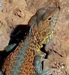 Live lizards for sale online hotsell