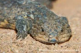 Shingleback Lizard - Amazing Amazon