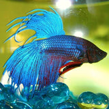 Siamese Fighting Fish (Betta splendens) - Amazing Amazon