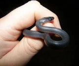 Slatey Grey Snakes - Amazing Amazon