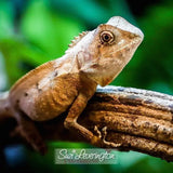 Southern Angle Headed Dragon - Amazing Amazon