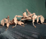 Stick Insects - Amazing Amazon