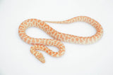 Stimsons Python T+ Albino - Amazing Amazon