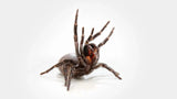 Sydney Funnel Web Spider - Amazing Amazon