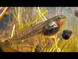 Tadpoles - Amazing Amazon