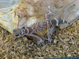 Thicktailed Gecko (Underwoodisaurus milii) - Amazing Amazon