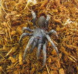 Trapdoor Spiders - Amazing Amazon