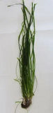 Vallisneria (Thin Val) Live Aquarium Plants x 6 Bunches - Amazing Amazon