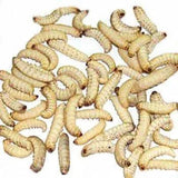 Wax Worms - Amazing Amazon