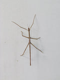 Wuelfing's Stick Insect - Amazing Amazon