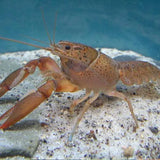 Yabbies - Amazing Amazon