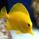 Yellow Tangs - Amazing Amazon