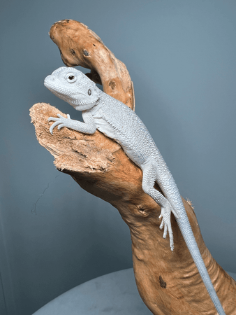 zero bearded dragon  zero bearded dragon