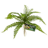 Zoo Med Sword Fern Plant - Amazing Amazon